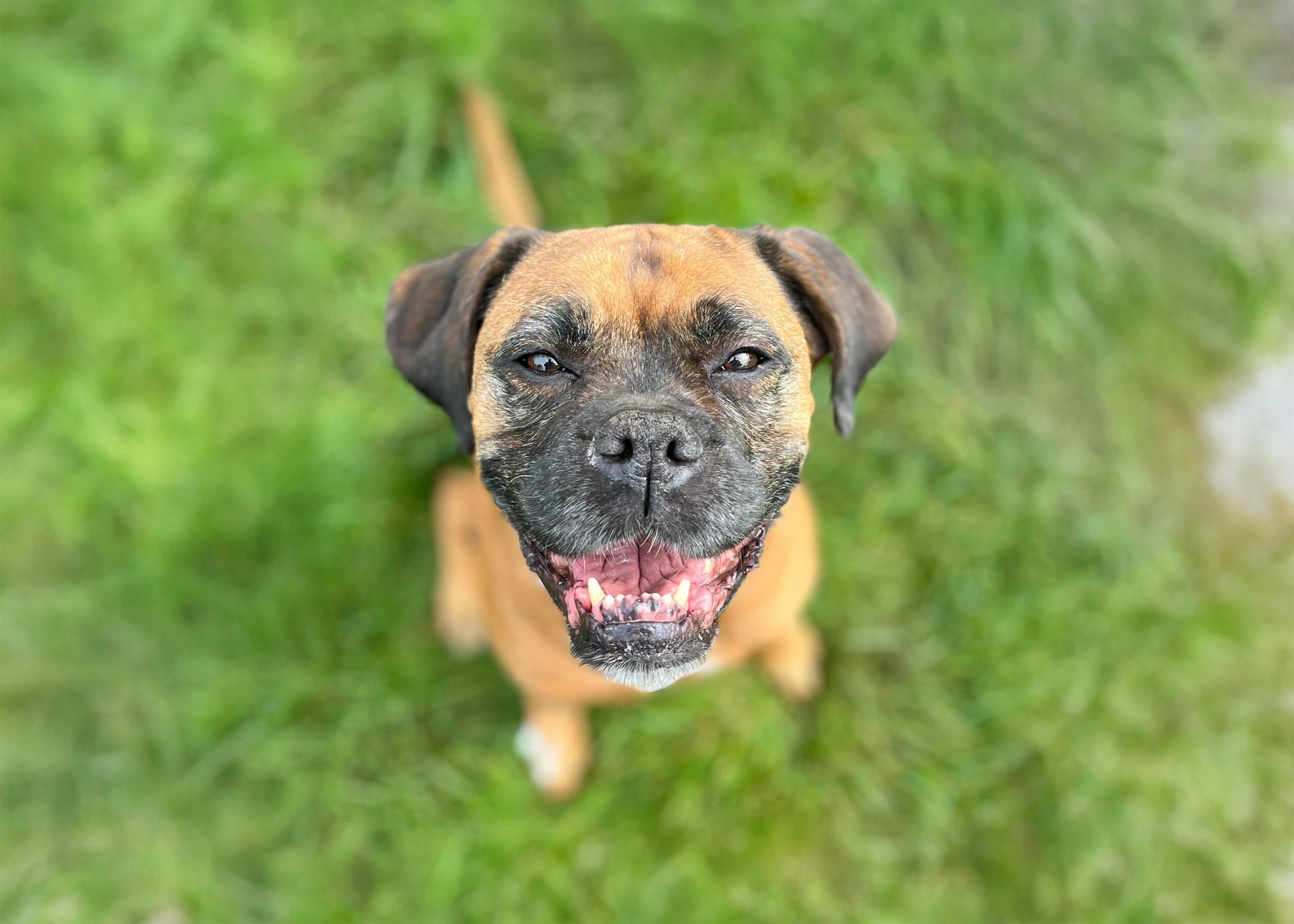 Leni - Canicross Chemnitz