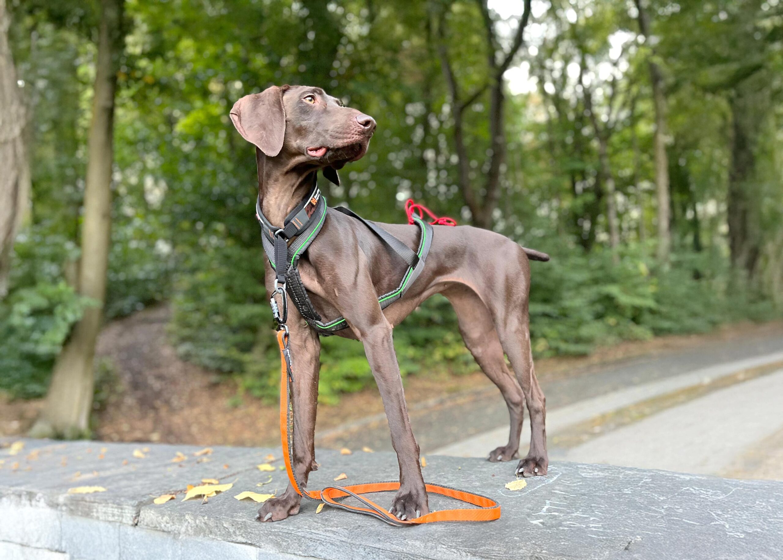 Lu - Canicross Chemnitz